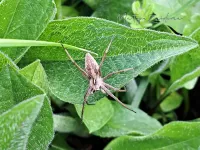Kraamwebspinnen [Pisauridae]
